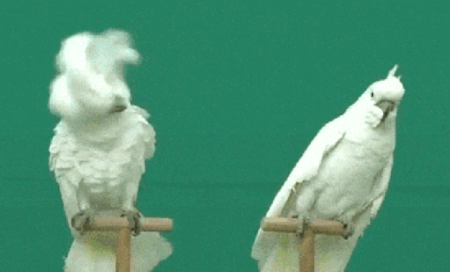 有些人看起来很好相处，实际上………啧啧……-1.gif
