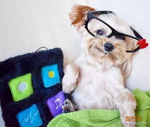 前半生是印钞机，后半生愿它做条平凡的狗-1.jpeg