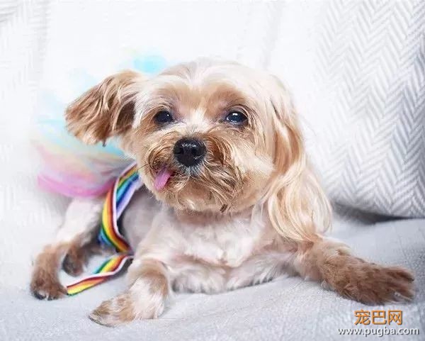 前半生是印钞机，后半生愿它做条平凡的狗-4.jpeg