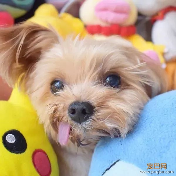 前半生是印钞机，后半生愿它做条平凡的狗-8.jpeg