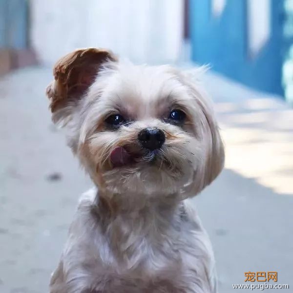 前半生是印钞机，后半生愿它做条平凡的狗-11.jpeg