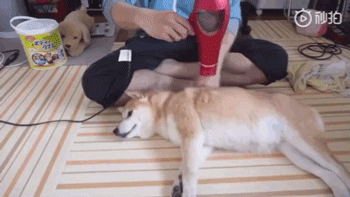 日本铲屎官示范如何轻松洗狗，网友：我还是洗只假狗吧！-9.gif