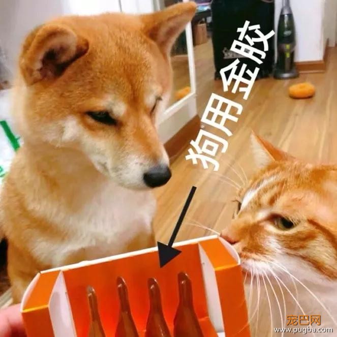 日本铲屎官示范如何轻松洗狗，网友：我还是洗只假狗吧！-21.jpg