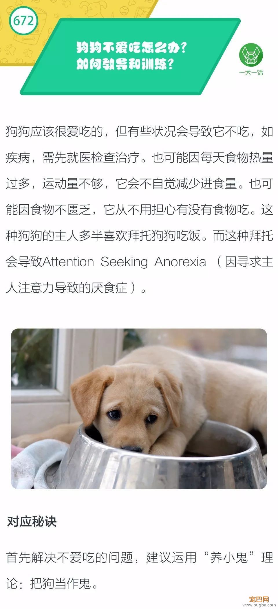 狗狗不爱吃怎么办？如何教导和训练？-1.jpeg