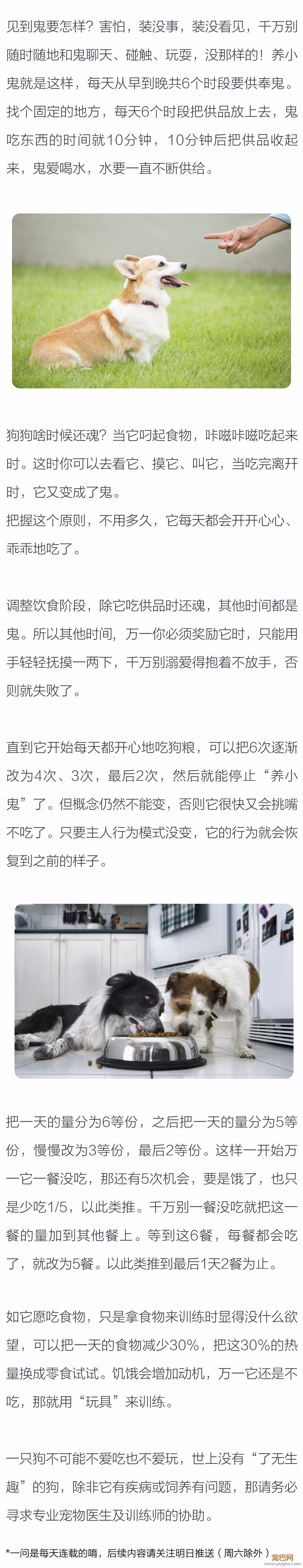 狗狗不爱吃怎么办？如何教导和训练？-2.jpeg