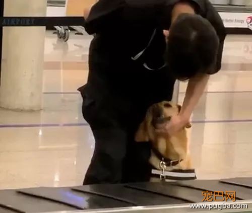 又有警犬上班摸鱼被偷拍啦：这个撒娇方式是不是有点太过了？-1.jpeg