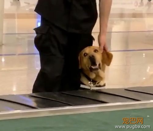 又有警犬上班摸鱼被偷拍啦：这个撒娇方式是不是有点太过了？-2.jpeg