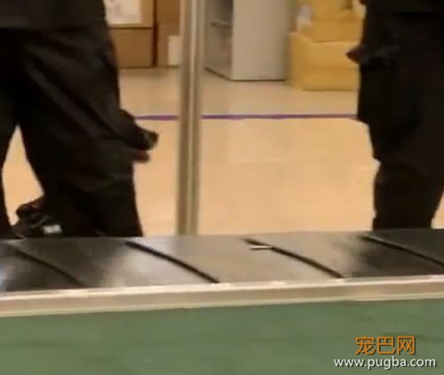 又有警犬上班摸鱼被偷拍啦：这个撒娇方式是不是有点太过了？-3.jpeg