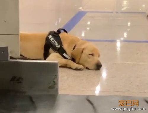 又有警犬上班摸鱼被偷拍啦：这个撒娇方式是不是有点太过了？-4.jpeg