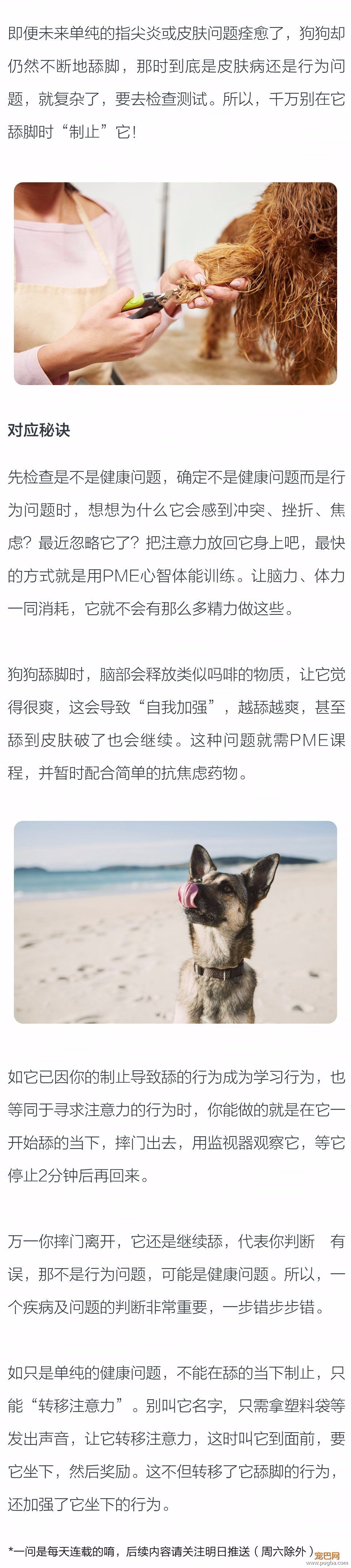 狗狗舔脚是因为孤单、无聊或忧虑吗？-2.jpeg