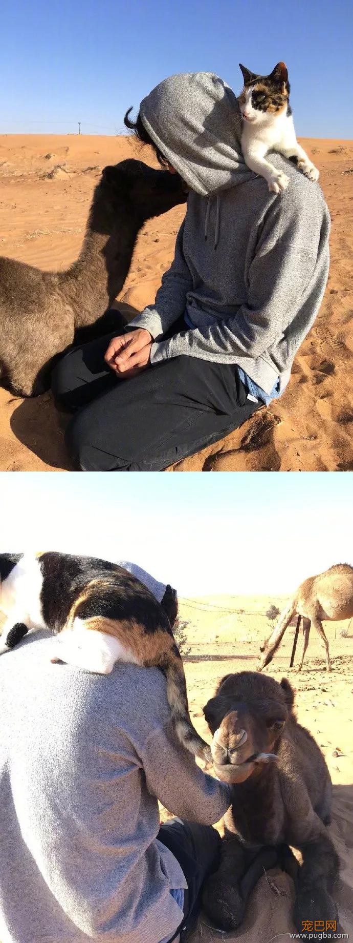那只被骆驼咬了尾巴却暗自隐忍的猫咪终于找到机会报仇了，结果 …-1.jpg
