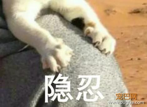 那只被骆驼咬了尾巴却暗自隐忍的猫咪终于找到机会报仇了，结果 …-2.jpg