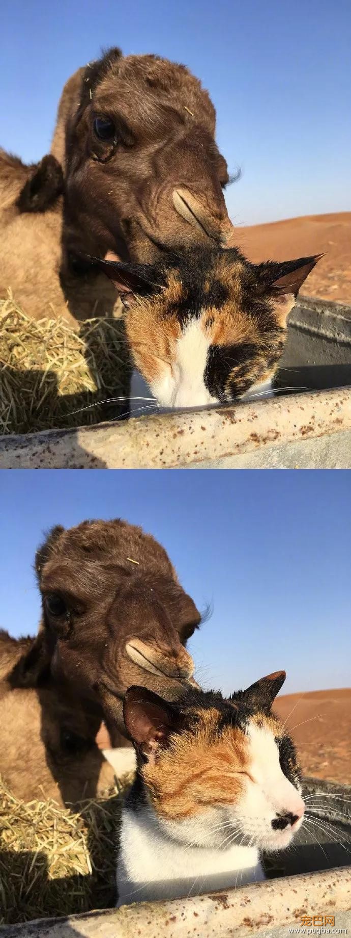 那只被骆驼咬了尾巴却暗自隐忍的猫咪终于找到机会报仇了，结果 …-7.jpg