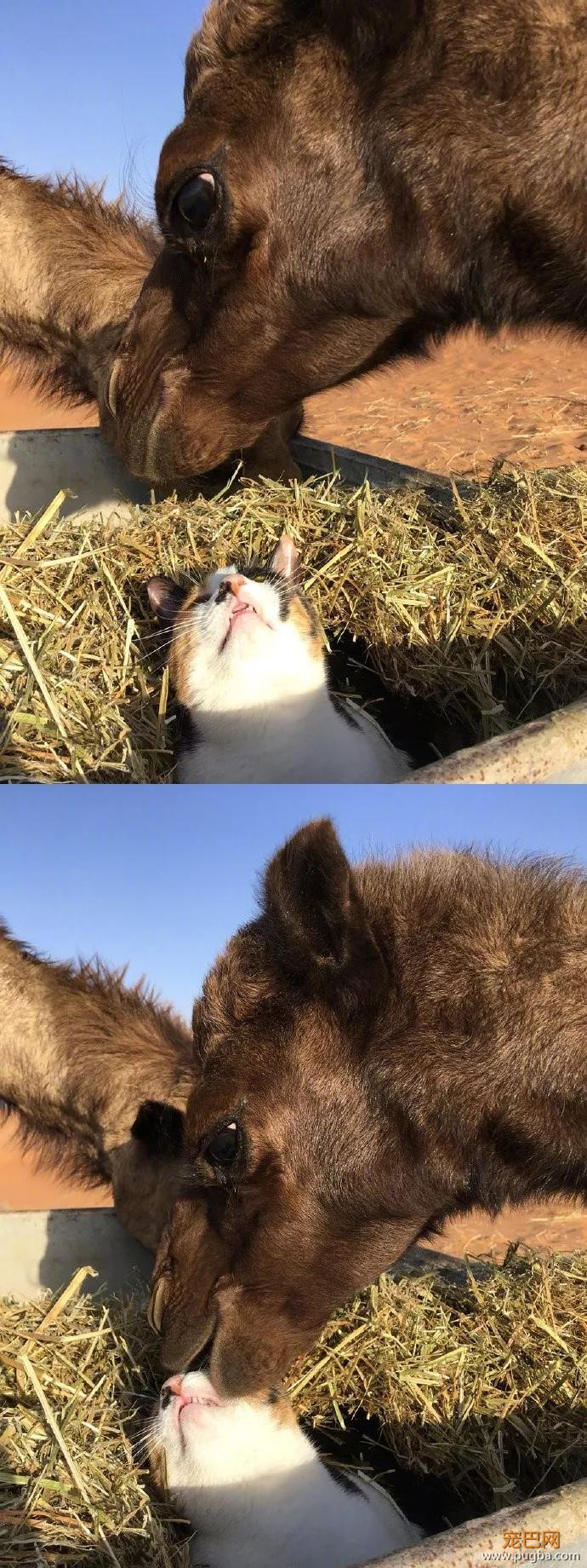 那只被骆驼咬了尾巴却暗自隐忍的猫咪终于找到机会报仇了，结果 …-5.jpg
