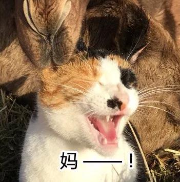那只被骆驼咬了尾巴却暗自隐忍的猫咪终于找到机会报仇了，结果 …-10.jpg