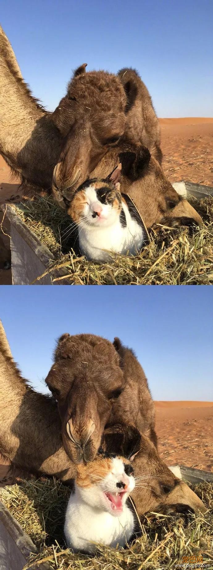 那只被骆驼咬了尾巴却暗自隐忍的猫咪终于找到机会报仇了，结果 …-8.jpg