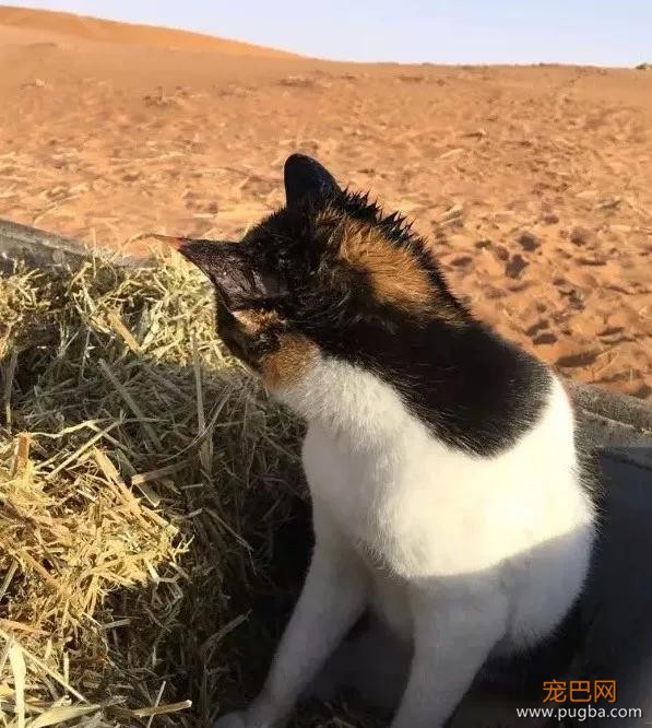 那只被骆驼咬了尾巴却暗自隐忍的猫咪终于找到机会报仇了，结果 …-9.jpg