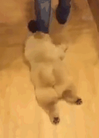 珍惜那些养狗的朋友吧，你不造他为了见你受了多大的考验...-8.gif