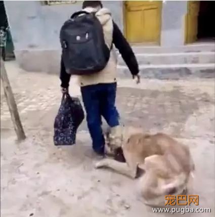珍惜那些养狗的朋友吧，你不造他为了见你受了多大的考验...-6.jpeg