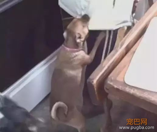 珍惜那些养狗的朋友吧，你不造他为了见你受了多大的考验...-5.jpeg