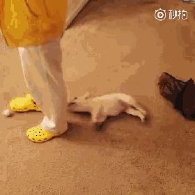 珍惜那些养狗的朋友吧，你不造他为了见你受了多大的考验...-9.gif