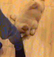 珍惜那些养狗的朋友吧，你不造他为了见你受了多大的考验...-7.gif