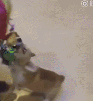 珍惜那些养狗的朋友吧，你不造他为了见你受了多大的考验...-10.gif