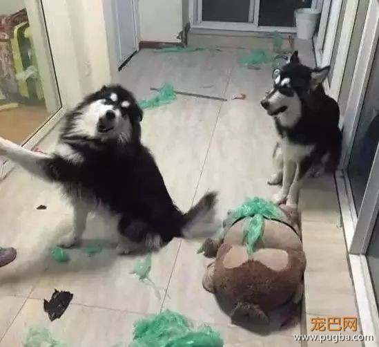 珍惜那些养狗的朋友吧，你不造他为了见你受了多大的考验...-13.jpeg
