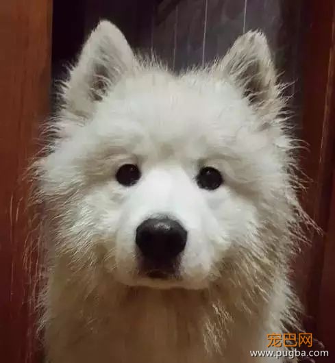 珍惜那些养狗的朋友吧，你不造他为了见你受了多大的考验...-14.jpeg