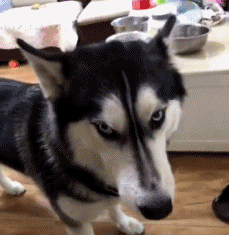 珍惜那些养狗的朋友吧，你不造他为了见你受了多大的考验...-12.gif