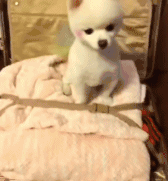 珍惜那些养狗的朋友吧，你不造他为了见你受了多大的考验...-17.gif