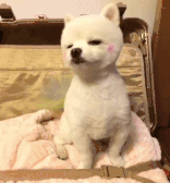珍惜那些养狗的朋友吧，你不造他为了见你受了多大的考验...-18.gif