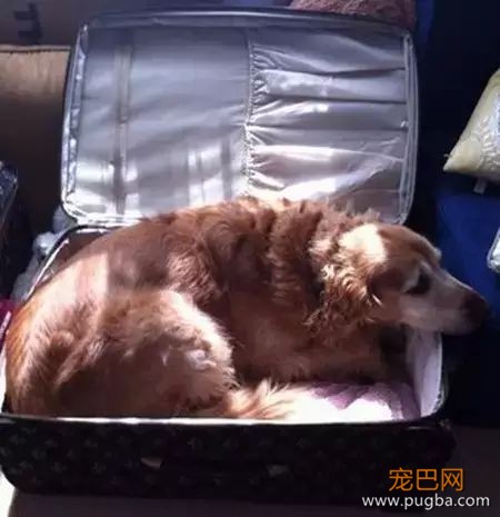 珍惜那些养狗的朋友吧，你不造他为了见你受了多大的考验...-24.jpeg