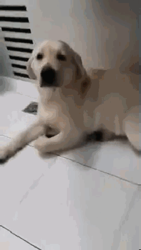 小拉拉拆家被训，大拉拉跑来”肉身护妹“...这也太暖了吧！-3.gif