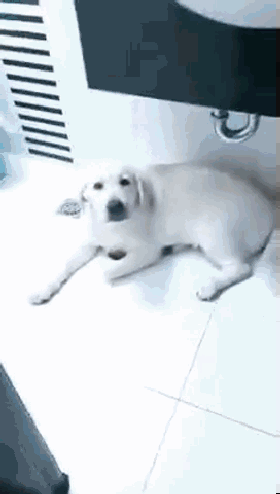 小拉拉拆家被训，大拉拉跑来”肉身护妹“...这也太暖了吧！-2.gif