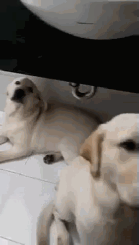 小拉拉拆家被训，大拉拉跑来”肉身护妹“...这也太暖了吧！-4.gif