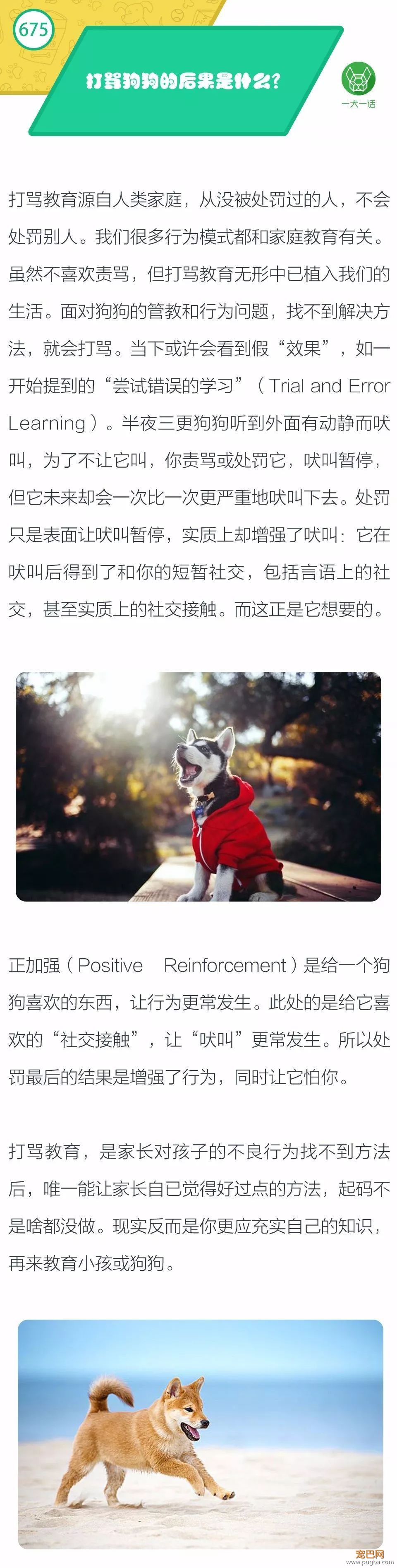 打骂狗狗的后果是什么？-1.jpeg