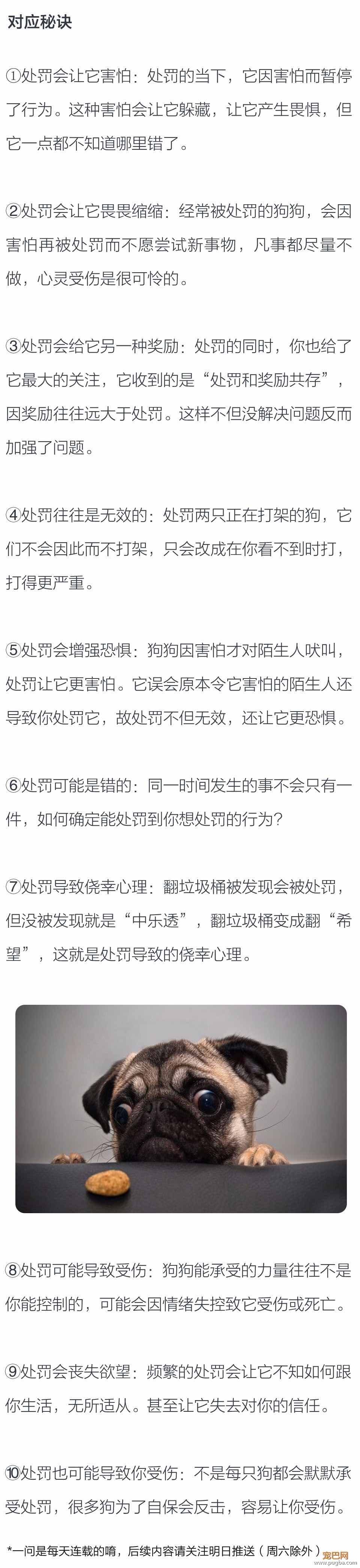 打骂狗狗的后果是什么？-2.jpeg