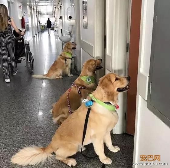 这是什么神仙疗养院？里面的陪护全是金毛，想住！-2.jpg