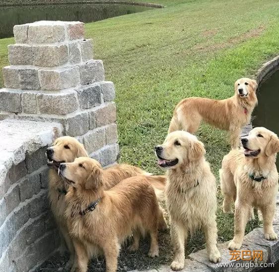 这是什么神仙疗养院？里面的陪护全是金毛，想住！-10.jpg