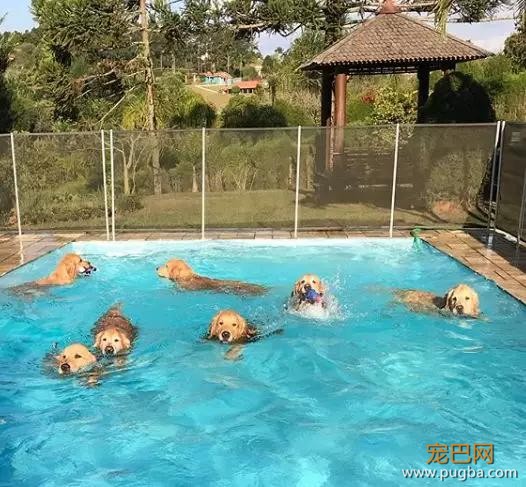 这是什么神仙疗养院？里面的陪护全是金毛，想住！-18.jpg
