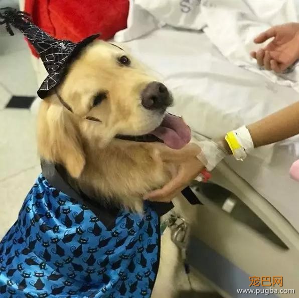 这是什么神仙疗养院？里面的陪护全是金毛，想住！-15.jpg