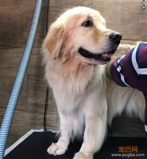 这是什么神仙疗养院？里面的陪护全是金毛，想住！-19.jpg