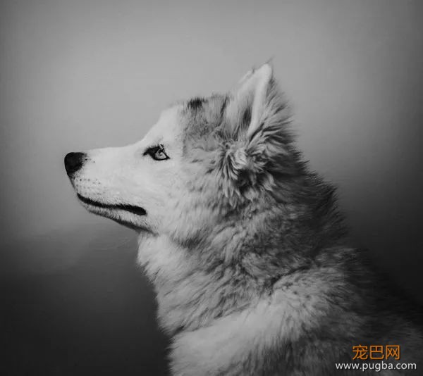 一封发往天堂的信，那只小狗还能读到吗？-7.jpeg