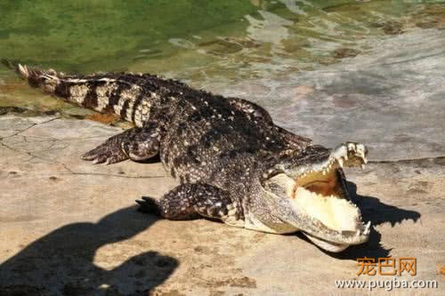 鳄鱼盯上游泳的鸭子，没想到反倒中了圈套，鸭子这演技还有谁？-2.jpeg