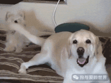 养狗的过程中，这10个瞬间让铲屎官充满成就感-1.gif