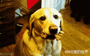 养狗的过程中，这10个瞬间让铲屎官充满成就感-4.gif