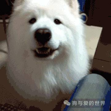 养狗的过程中，这10个瞬间让铲屎官充满成就感-2.gif