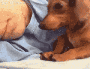 养狗的过程中，这10个瞬间让铲屎官充满成就感-5.gif
