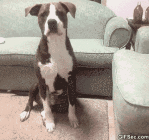 养狗的过程中，这10个瞬间让铲屎官充满成就感-7.gif
